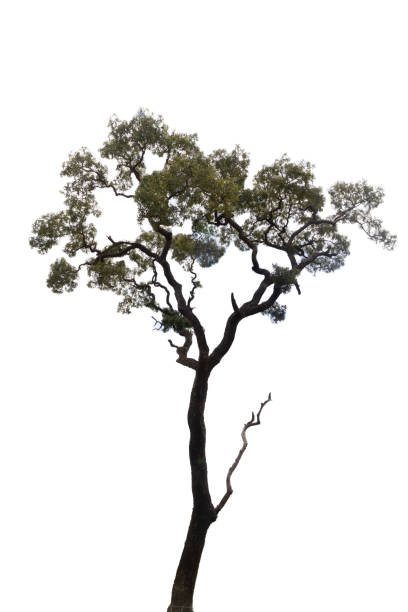 grande albero isolato su sfondo bianco - oak tree treelined tree single object foto e immagini stock