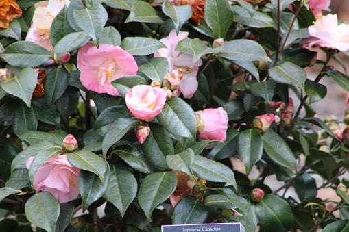A blooming Japanese Camellia plant. The flowers are pale pink with big petals.