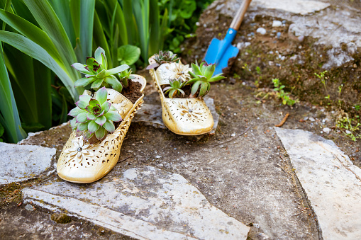 Garden fashion idea for a flower planter from upcycled shoes for growing cactus succulent plant in the Backyard garden footpath. Copy space