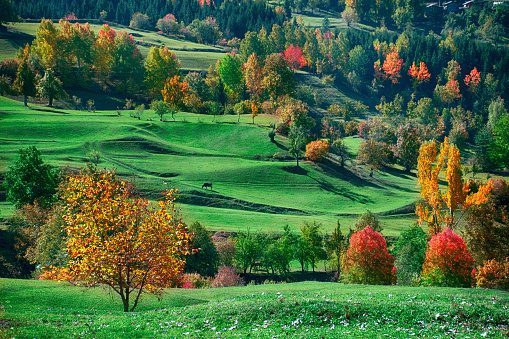 Autumn forest on Hintersee lake, Berchtesgaden, Germany.