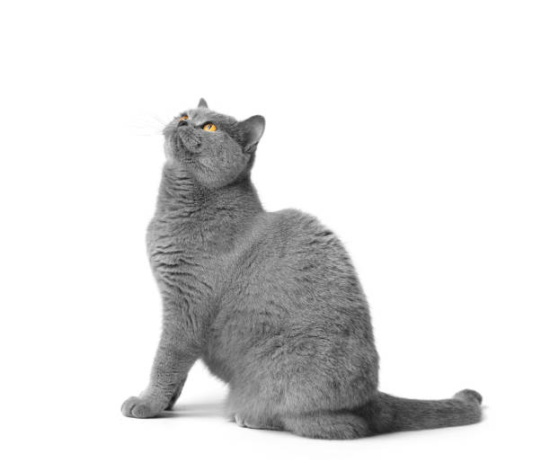 istock British shorthair cat sits on a white background and looks up with interest. 1490420113
