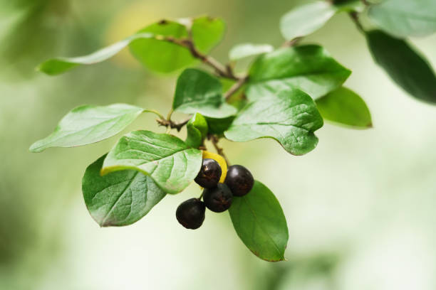 istock black wild berries on bush branch 1490420166