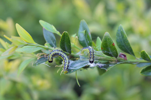 Caterpillars of Box tree moth (Cydalima perspectalis) on Boxwood (Buxus ...