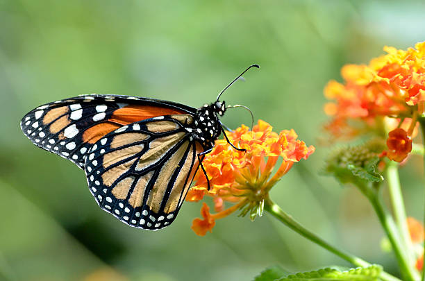 istock Monarch butterfly feeding on flower 149042162