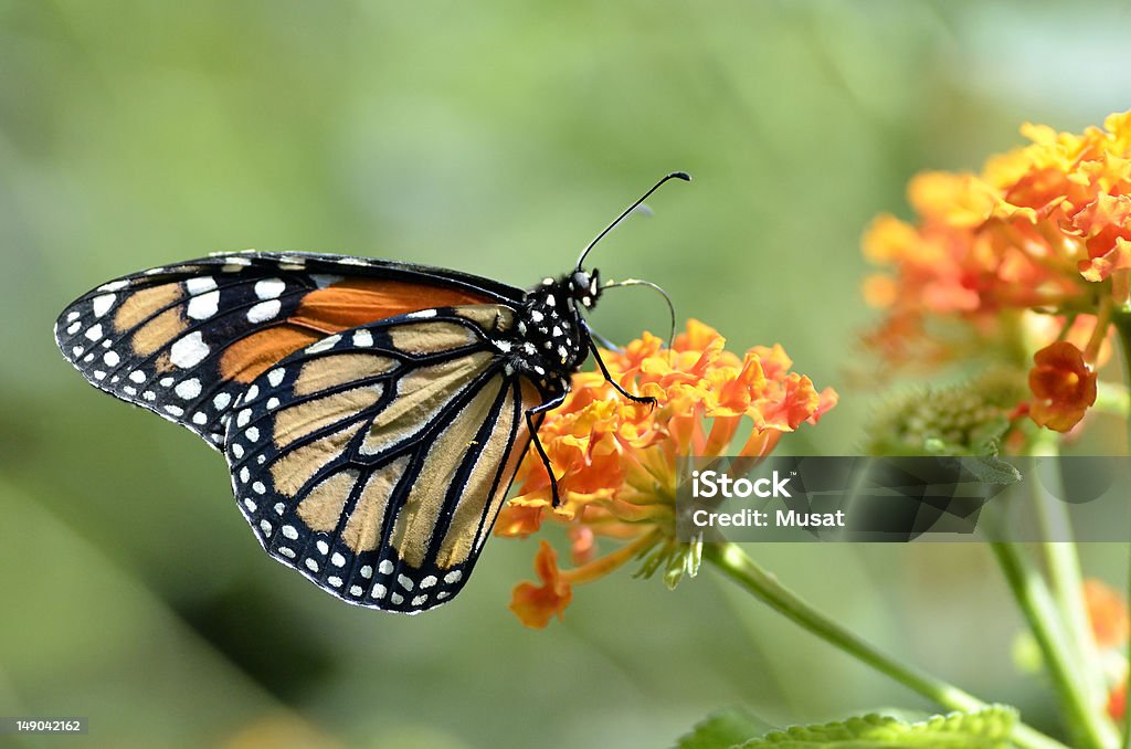 Monarch butterfly karmienia na kwiat - Zbiór zdjęć royalty-free (Monarcha)