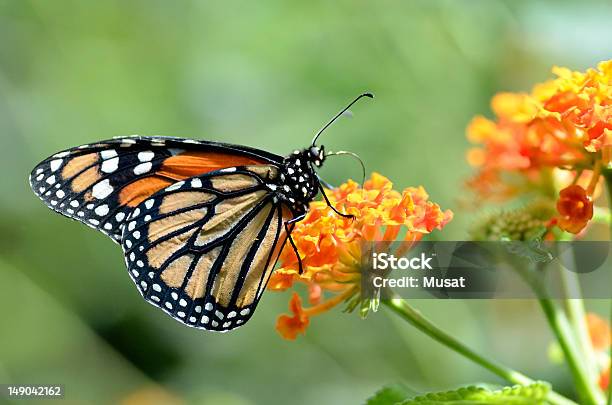 Monarch Butterfly Karmienia Na Kwiat - zdjęcia stockowe i więcej obrazów Monarcha - Monarcha, African Monarch Butterfly, Bliskie zbliżenie