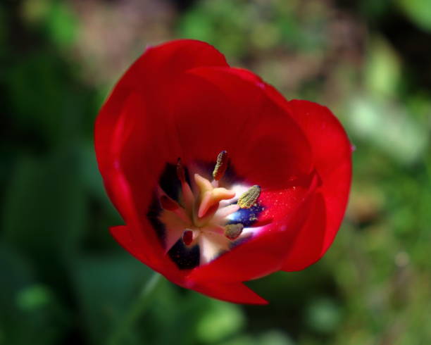 istock Red Tulip garden blossom 1490422020