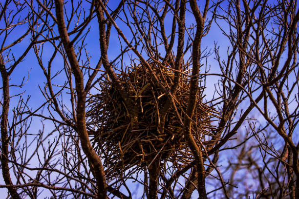 Nature texture