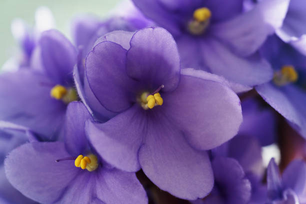 istock home violte flowers close up photo 1490422040