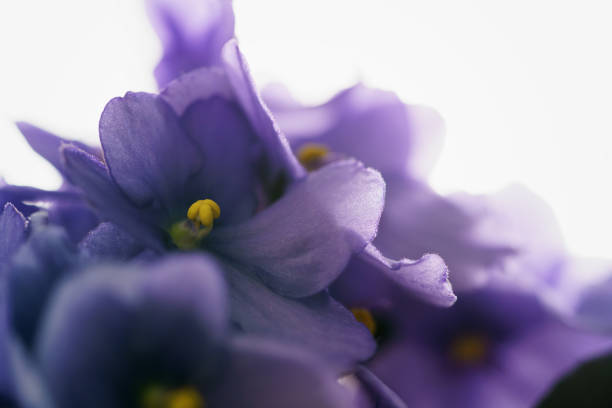 Close-up of vivid purple primrose blooms with bright yellow centers, overlapping petals and delicate white edges. A vibrant floral collage evoking energy, spring renewal, and garden serenity—perfect for colorful backgrounds and nature themes.