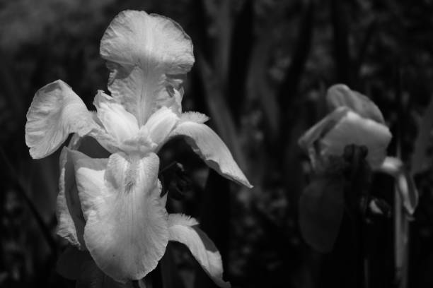 istock Bearded Iris in black and white color 1490422145