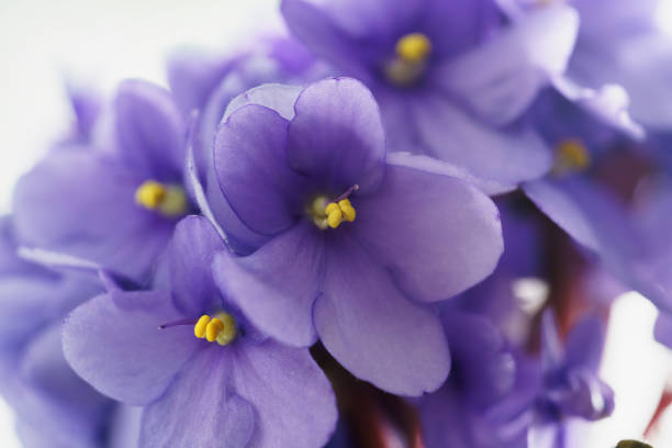 istock home violte flowers close up photo 1490422149