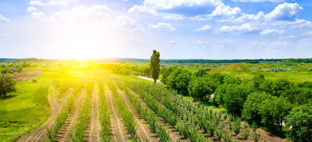 istock An orchard, a field and a sunset. Wide photo. 1490422297