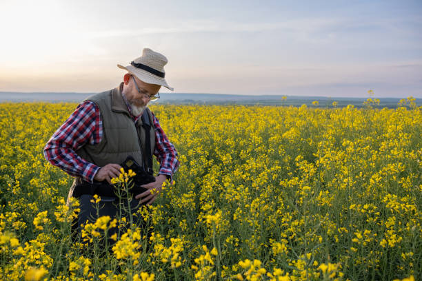 istock A farmer in a canola field at sunset. 1490422406