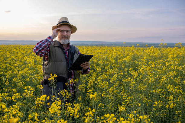 istock A farmer in a canola field at sunset. 1490422441