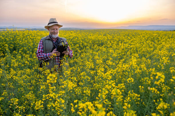 istock Cheerful  farmer in a canola field at sunset. 1490422460