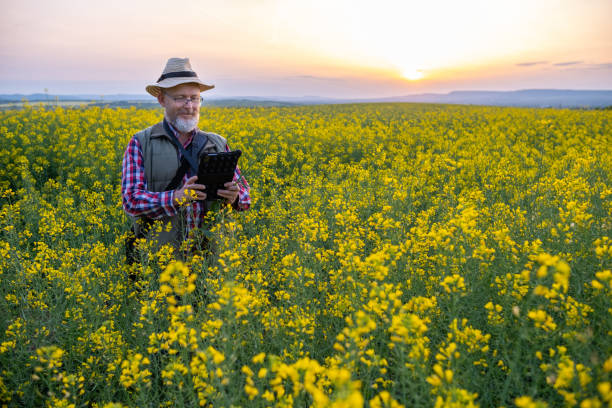 istock Cheerful  farmer in a canola field at sunset. 1490422494