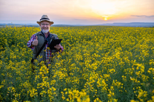 istock Cheerful farmer in a canola field at sunset. 1490422500