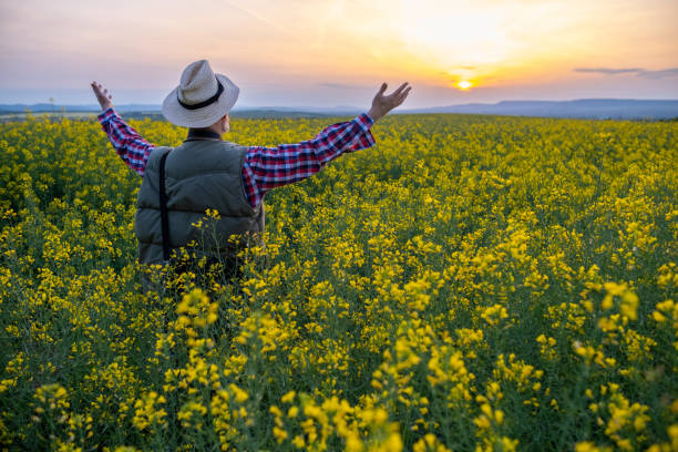 istock A farmer in a canola field at sunset. 1490422508