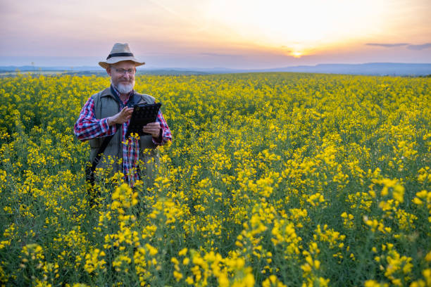 istock A farmer in a canola field at sunset. 1490422539