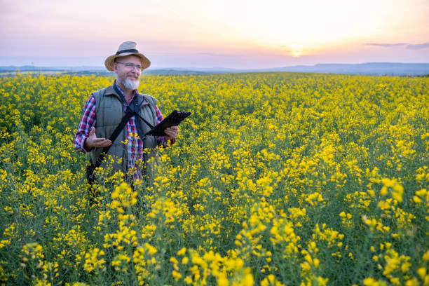 istock Cheerful farmer in a canola field at sunset. 1490422818