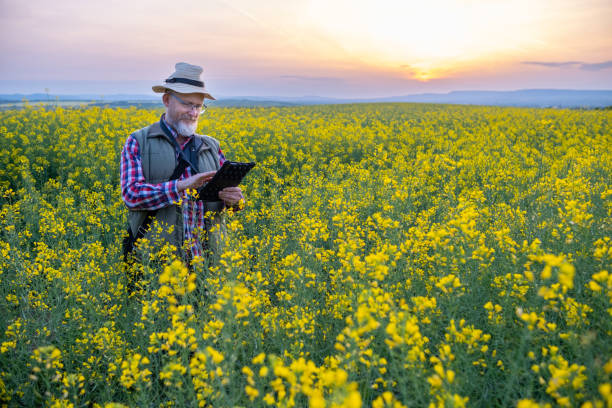istock A farmer in a canola field at sunset. 1490423061