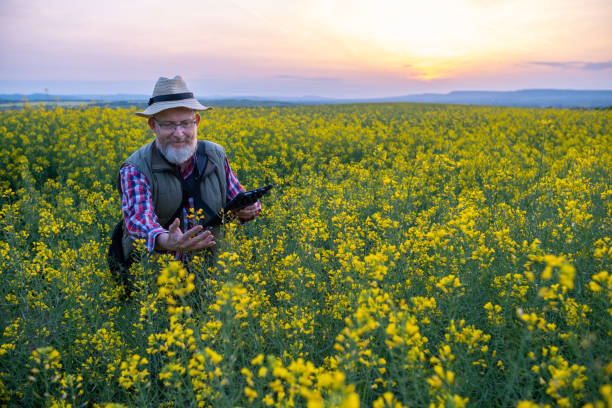 istock Cheerful  farmer in a canola field at sunset. 1490423072