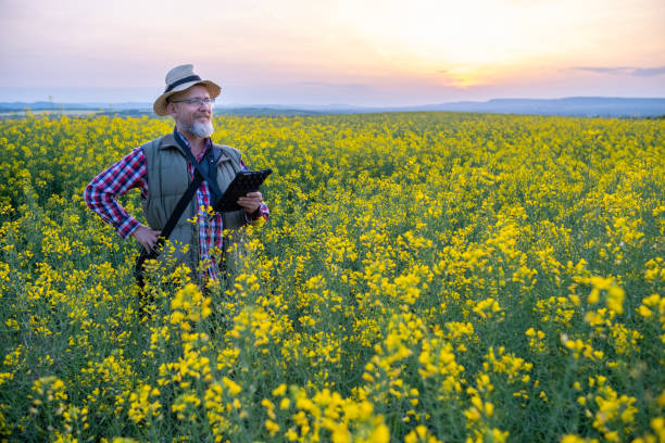 istock Cheerful  farmer in a canola field at sunset. 1490423090