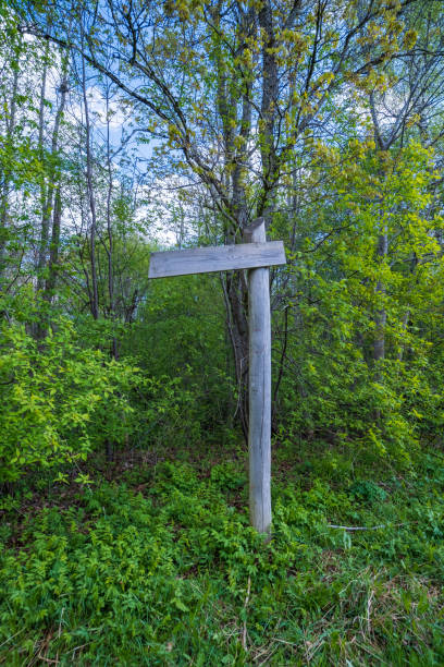 istock Wooden direction sign in the forest with moss for right direction. 1490423561