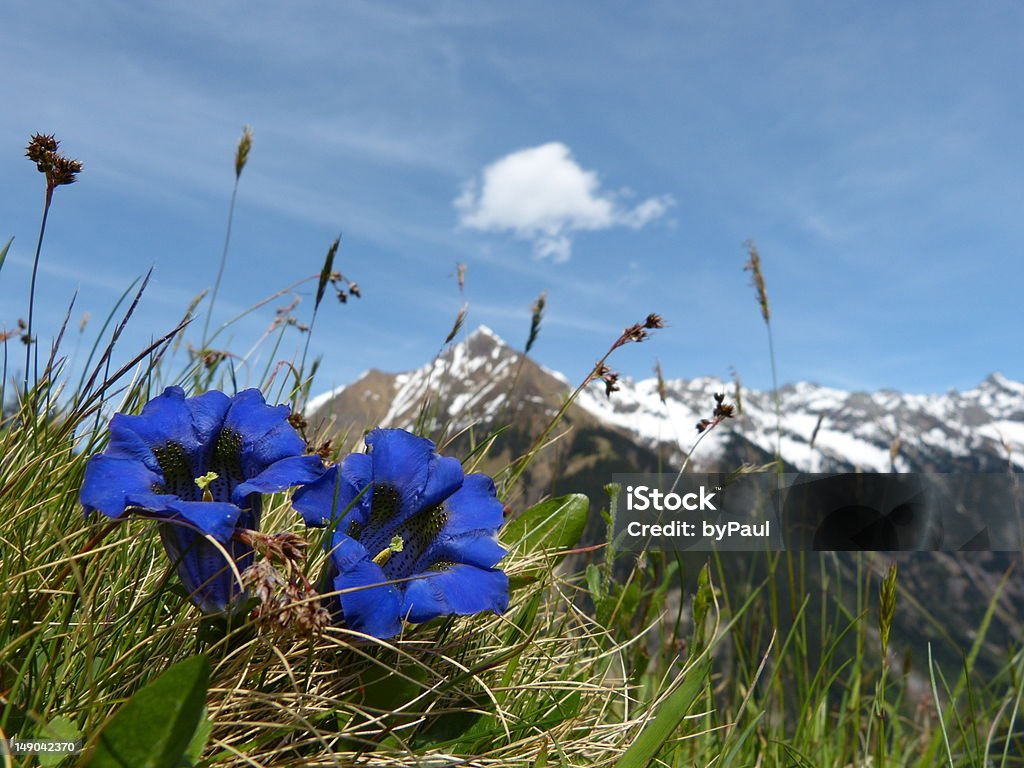 Genciana Flores de primavera en el área de los Alpes - Foto de stock de Flor libre de derechos