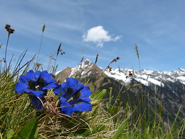 genziana primavera fiori nelle alpi - arlberg mountains ötztal switzerland erholung foto e immagini stock