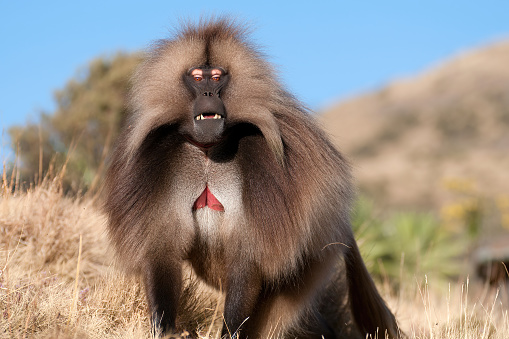 Aggressive A male Gelada looking aggressively in the Simien Mountains - Ethiopia