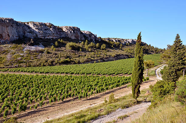 Vine near of Narbonne in France Vine in the scrubland near of Narbonne in southern France in the Languedoc-Roussillon region narbonne stock pictures, royalty-free photos & images