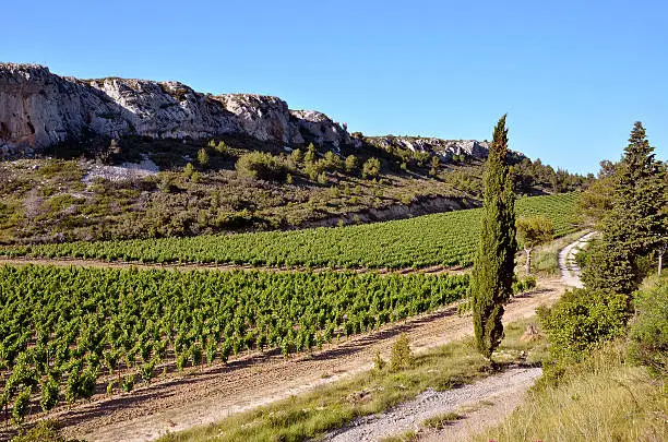 Vine in the scrubland near of Narbonne in southern France in the Languedoc-Roussillon region