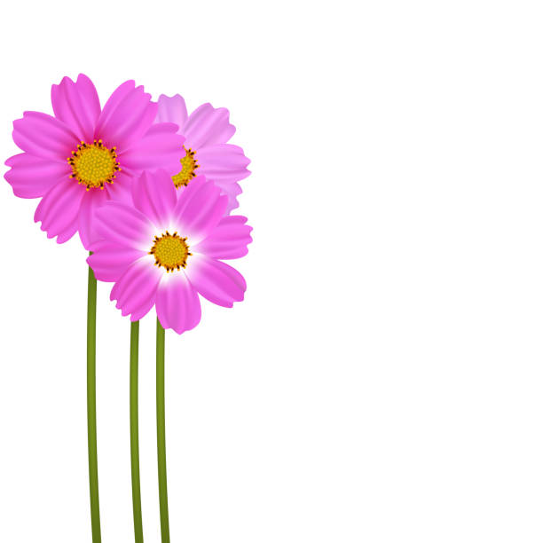 istock Three beautiful lilac cosmea flowers on a white background. Flower Cosmos. Beautiful floral background. Wildflowers Bouquet of pink flowers. 1490424533