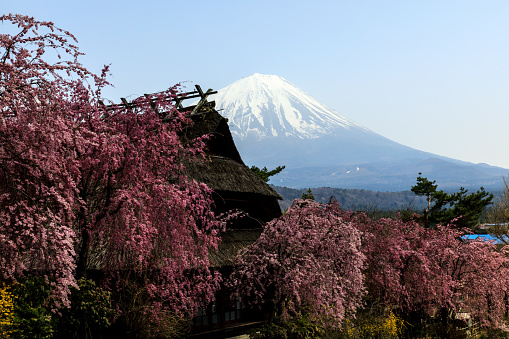 view of Fuji with cherry blossom