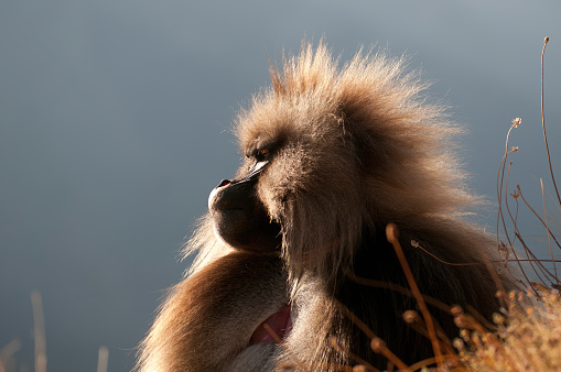 Portrait of a chacma baboon family, Papio ursinus, on an anthill