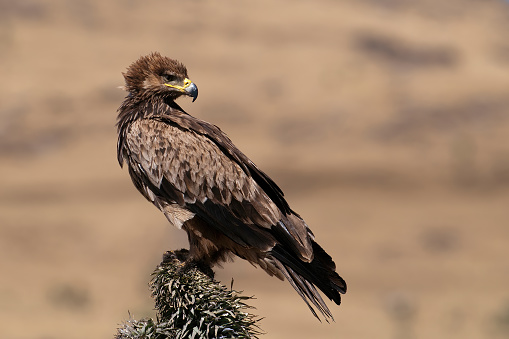 Tawny Eagle in the Simien Mountains with brown background - Ethiopia