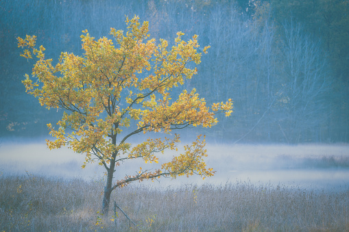 Forest pond and forest edge with rising fog and an autumn colored oak