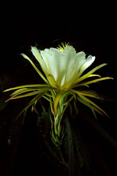 istock Vibrant dragon fruit flower in full bloom, set against a black background 1490429227
