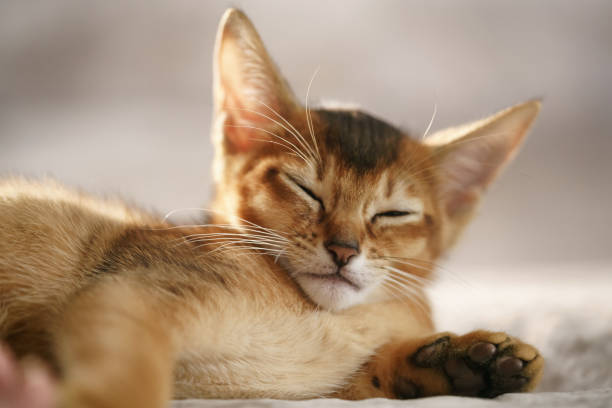 istock purebred sleepy abyssinian kitten resting on sofa 1490430809