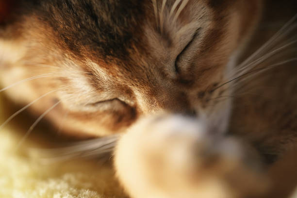 istock purebred sleepy abyssinian kitten resting on sofa 1490430981