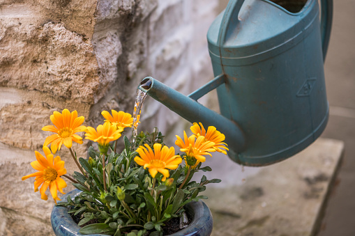 Watering plants with yellow flowers using a green watering can. With stones in the background.