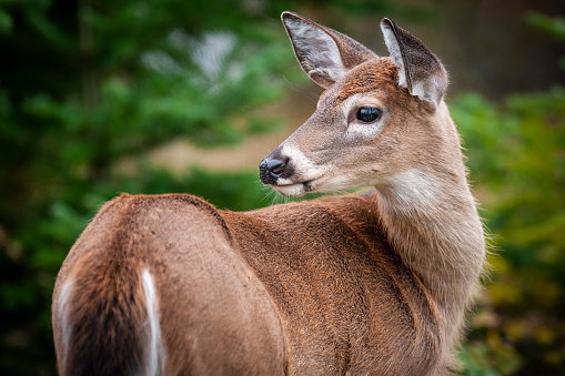 A buck white-tailed deer (Odocoileus virginianus) with antlers in velvet walks through a Michigan Forest.  White tail deer are one of the most popular game species for hunting.