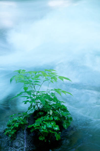 fresh green plants covered stone near mountain stream