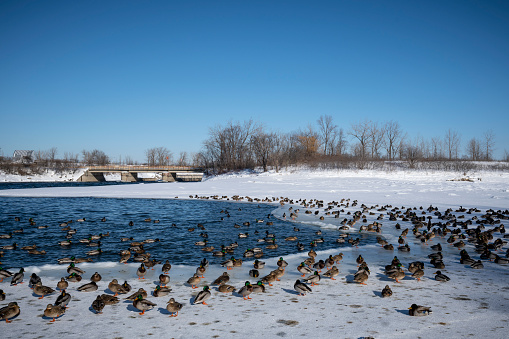 Wild mallard ducks resting by the St. Lawrence River in winter.