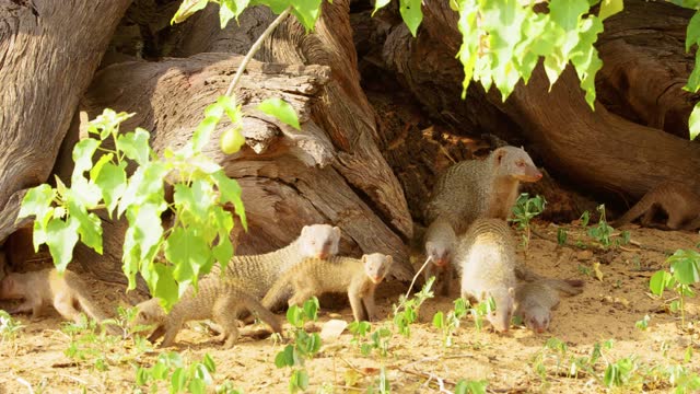A herd of banded mongoose (Mungos mungo) under a tree