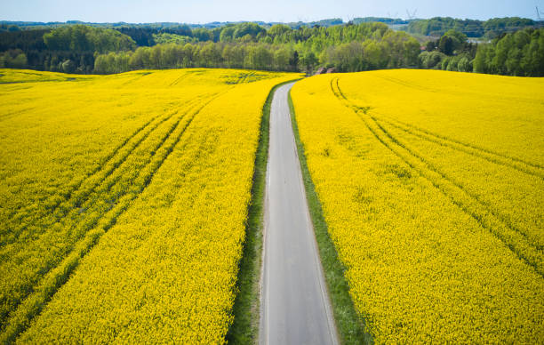 istock Aerial view of oilseed rape field 1490433515