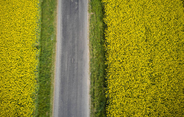 istock Aerial view of oilseed rape field 1490433575