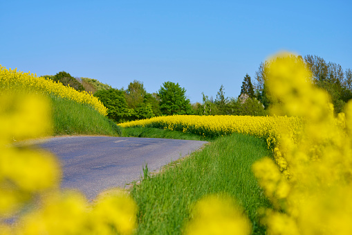 sunshine on yellow rapeseed oil flower field over blue sky